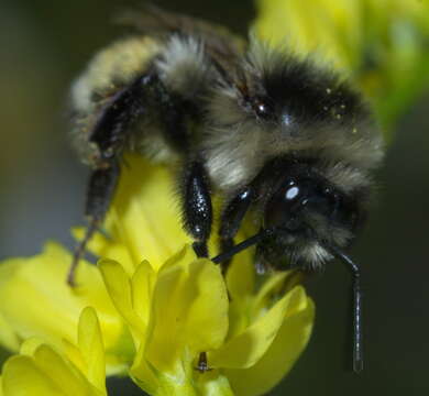 Image of Two Form Bumble Bee