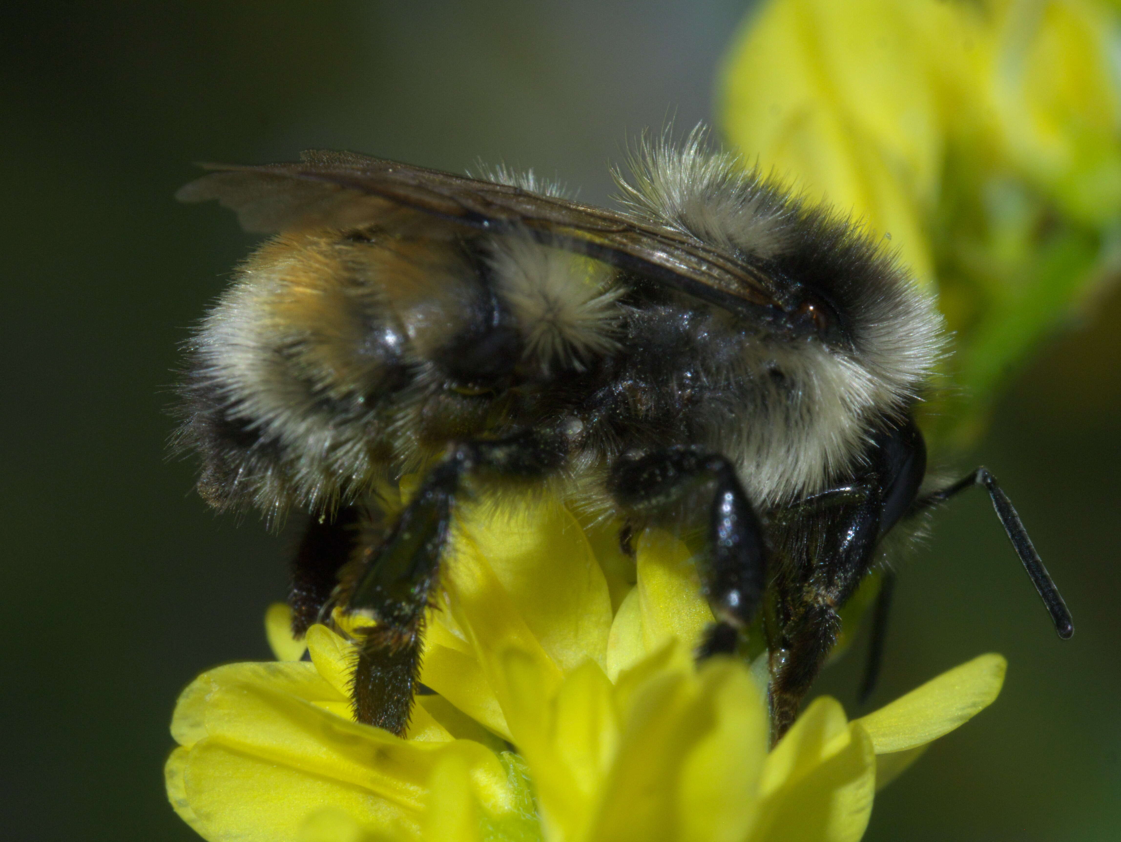 Image of Two Form Bumble Bee