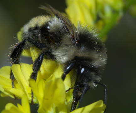 Image of Two Form Bumble Bee