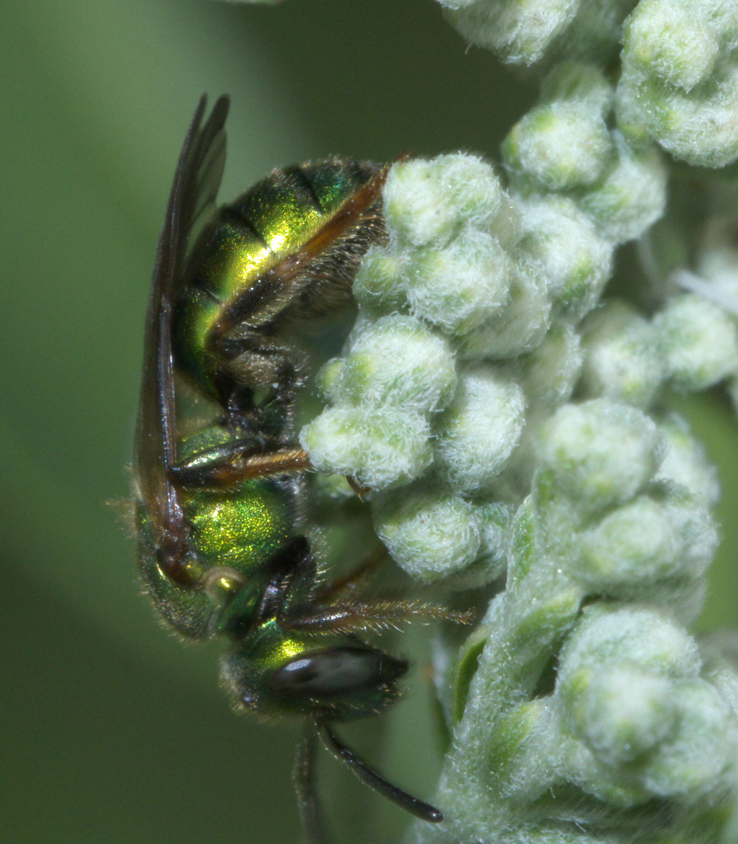 Augochlora pura (Say 1837)的圖片