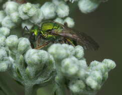 Image of Pure Green Augochlora