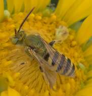 Image of Metallic Green Bees