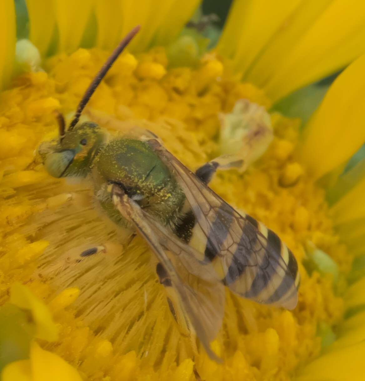 Image of Metallic Green Bees