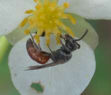 Image of Sphecodes Latreille 1804