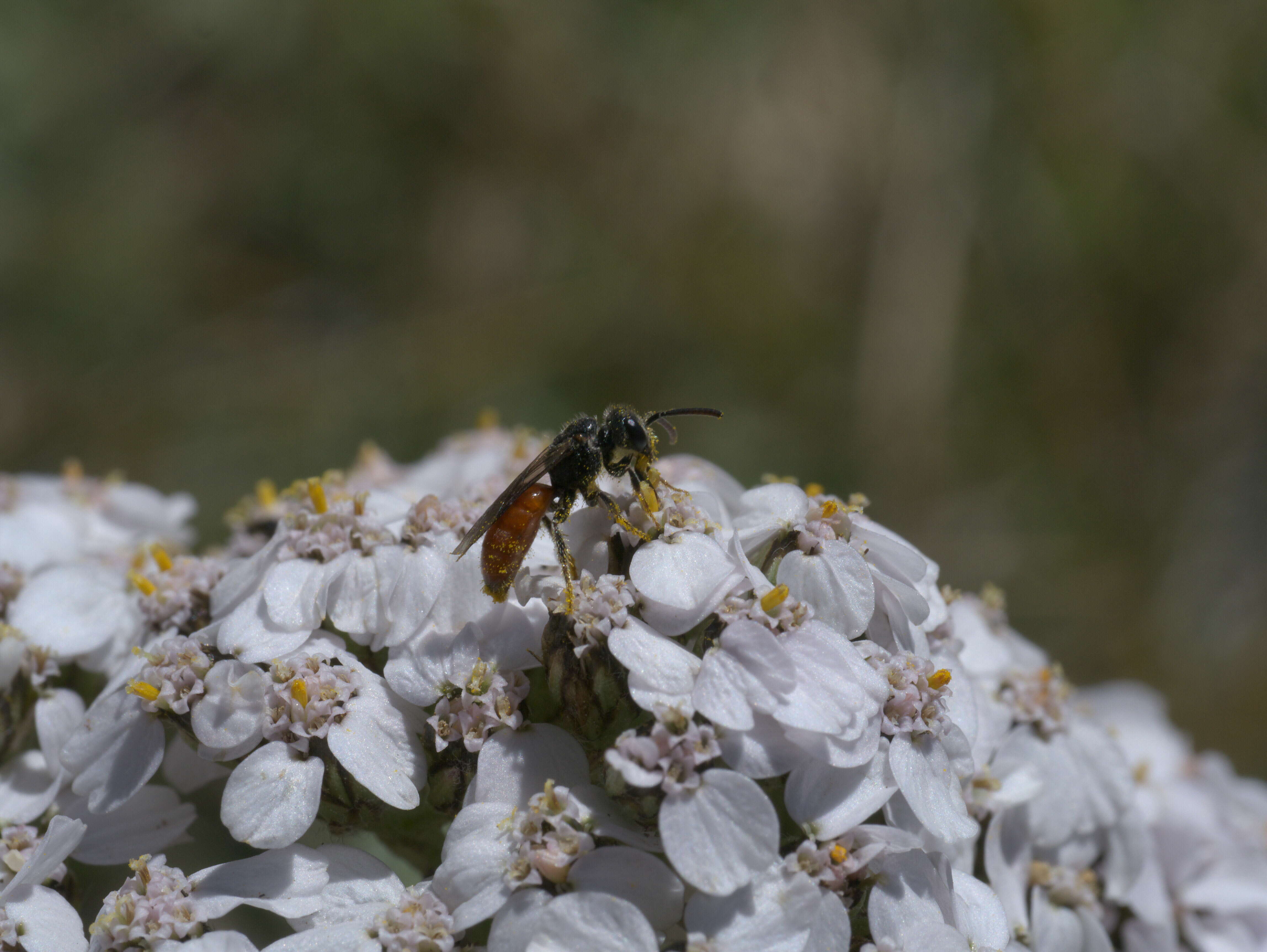 Image of Sphecodes Latreille 1804