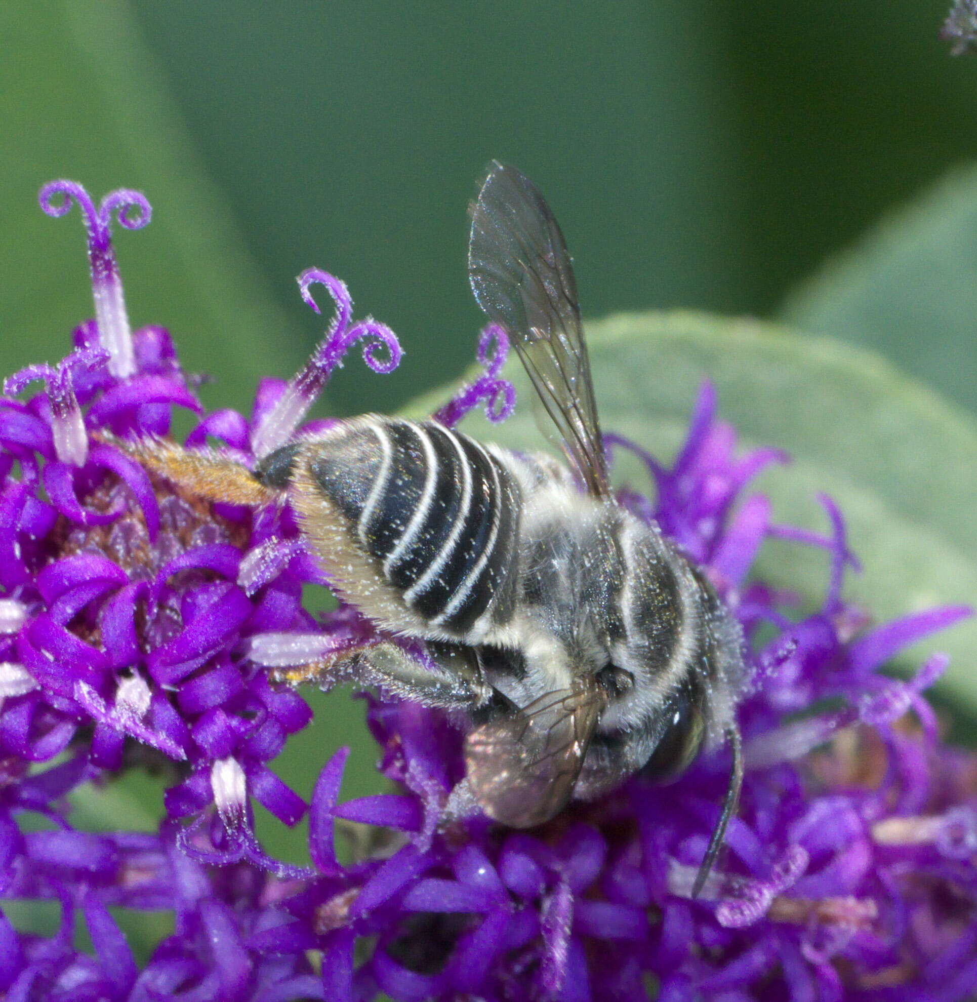 Image of Petulant Leaf-cutter Bee