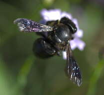 Image of Carpenter-mimic Leaf-cutter Bee