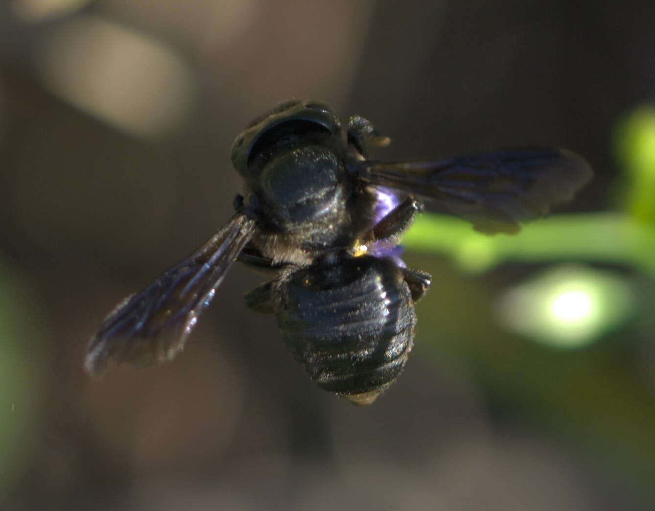 Image of Carpenter-mimic Leaf-cutter Bee