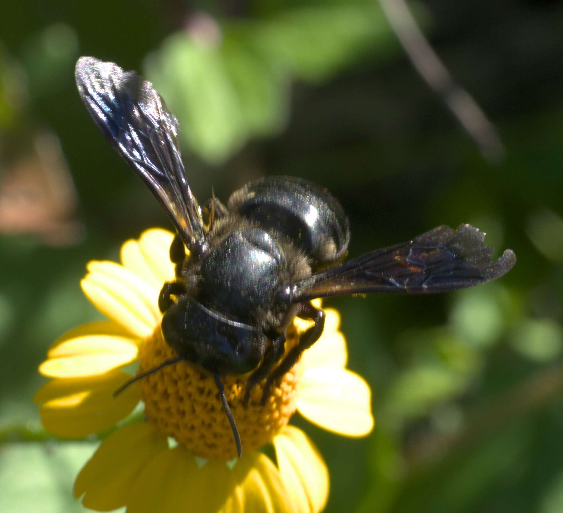 Image of Carpenter-mimic Leaf-cutter Bee