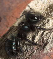 Image of Blue Orchard Bee