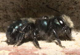 Image of Blue Orchard Bee