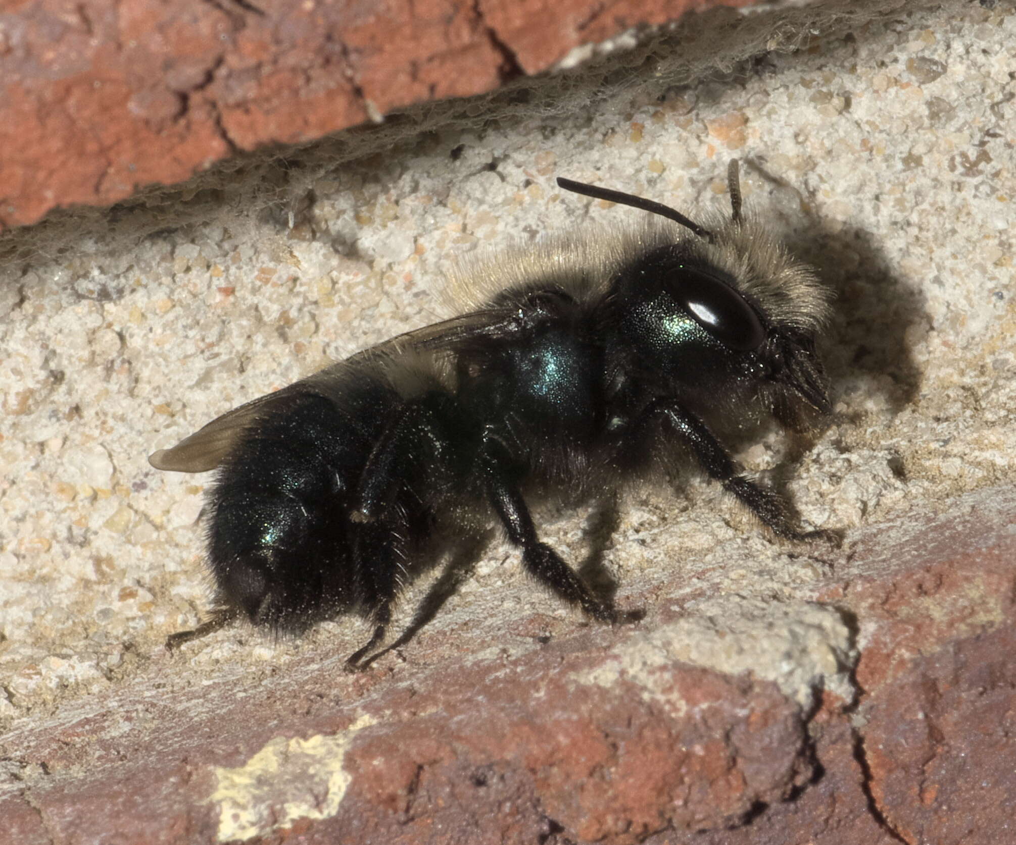 Image of Blue Orchard Bee