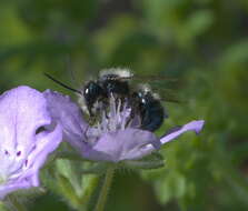 Image of Blue Orchard Bee