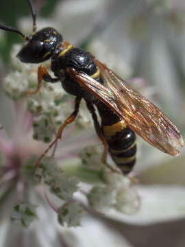 Imagem de Philanthus gibbosus (Fabricius 1775)