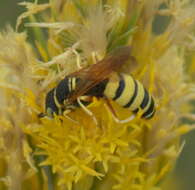 Image of Philanthus ventilabris Fabricius 1798