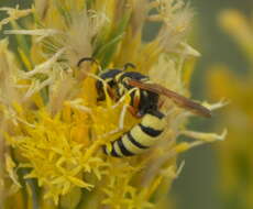 Imagem de Philanthus ventilabris Fabricius 1798