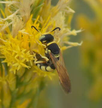 Imagem de Philanthus ventilabris Fabricius 1798