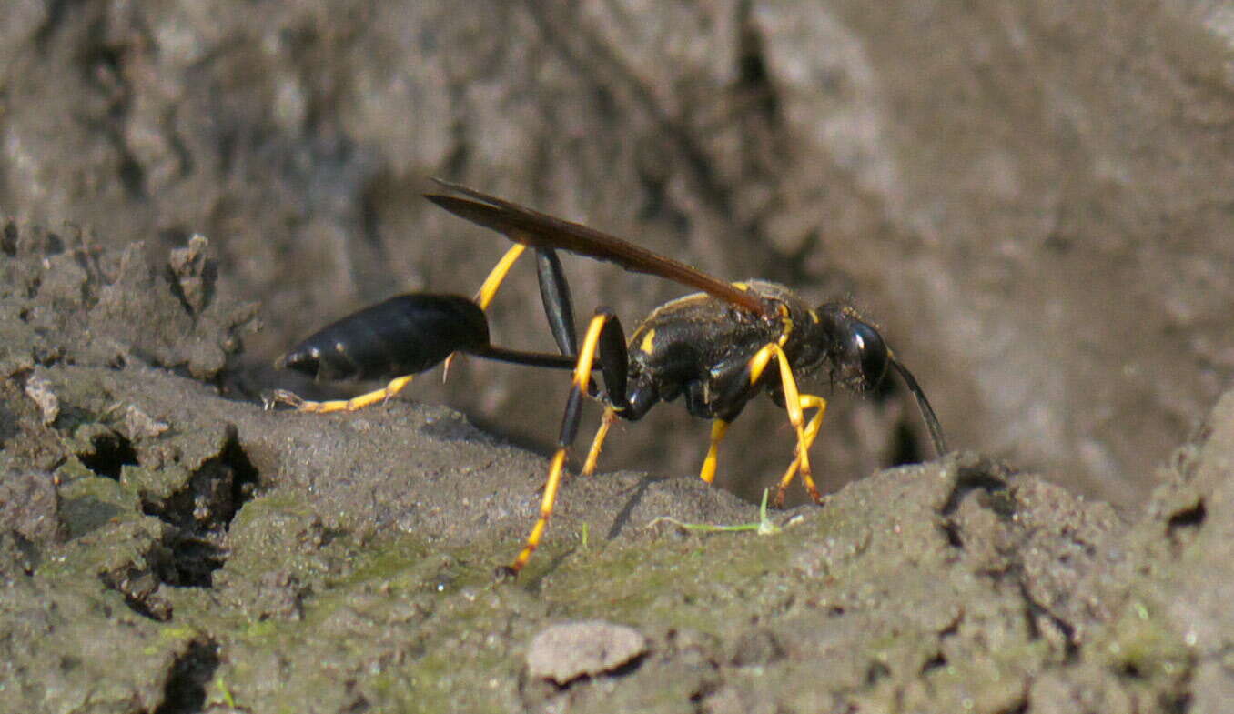 Image of mud daubers