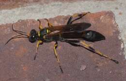 Image of mud daubers