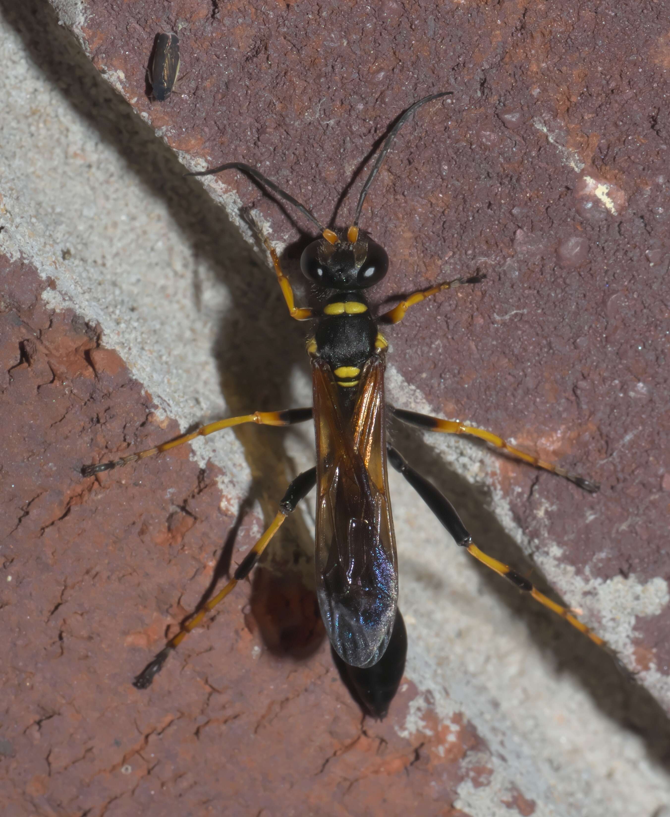 Image of mud daubers