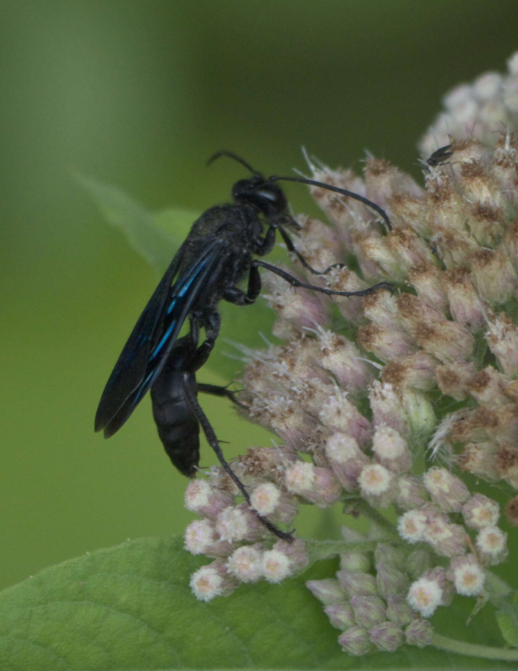 Image of Great Black Wasp