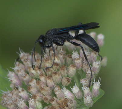 Image of Great Black Wasp