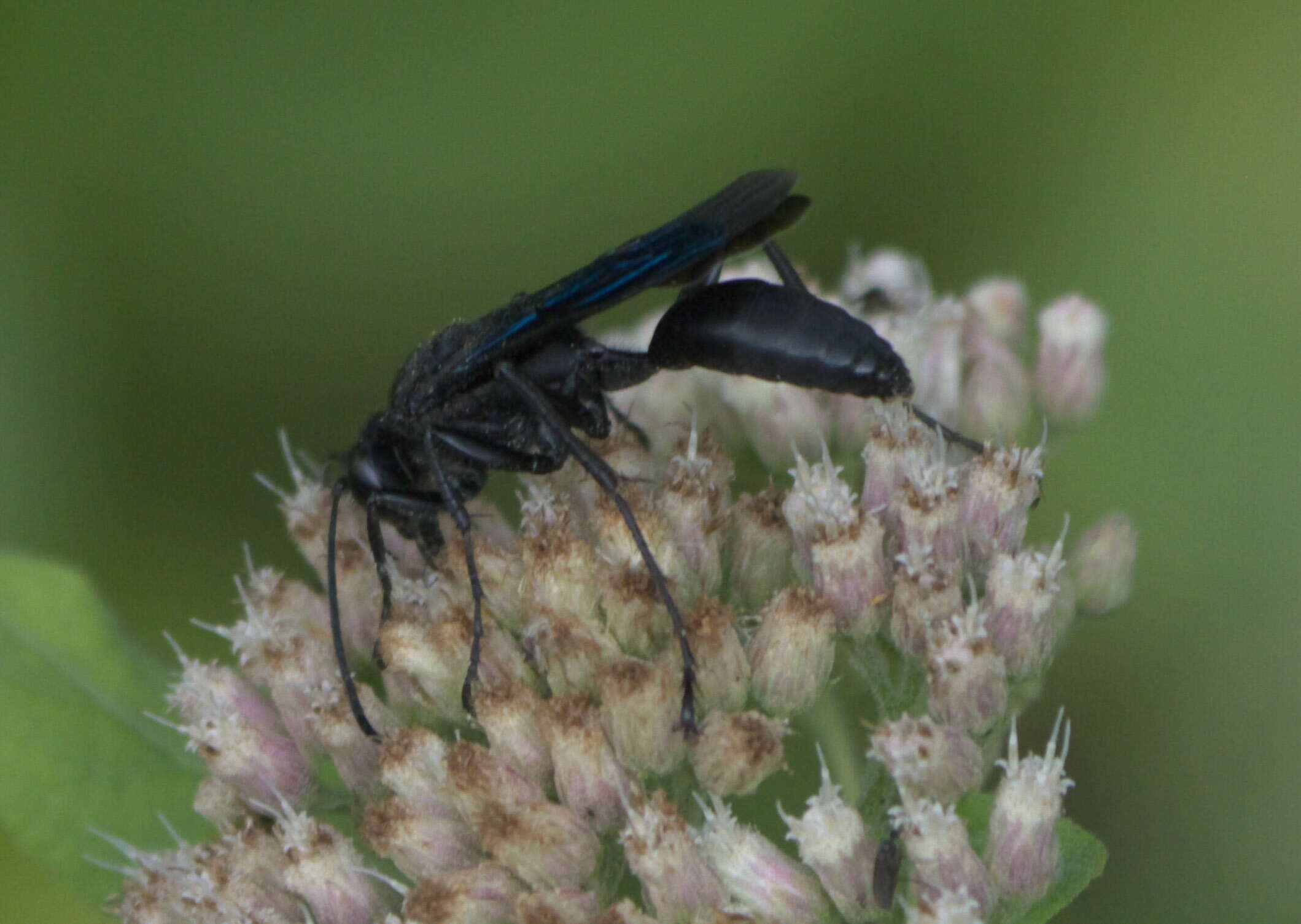 Image of Great Black Wasp