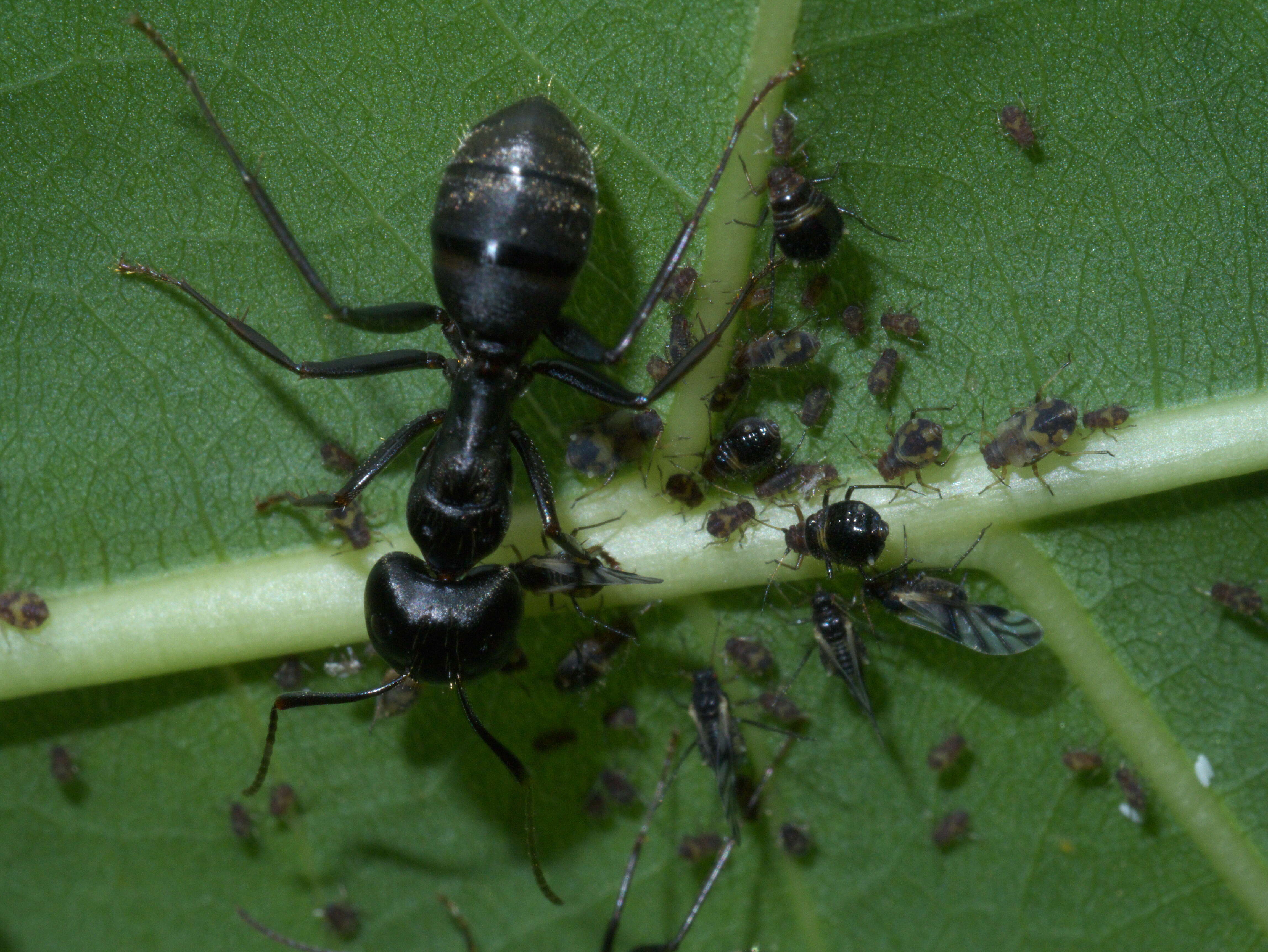 Image of (Eastern) black carpenter ant