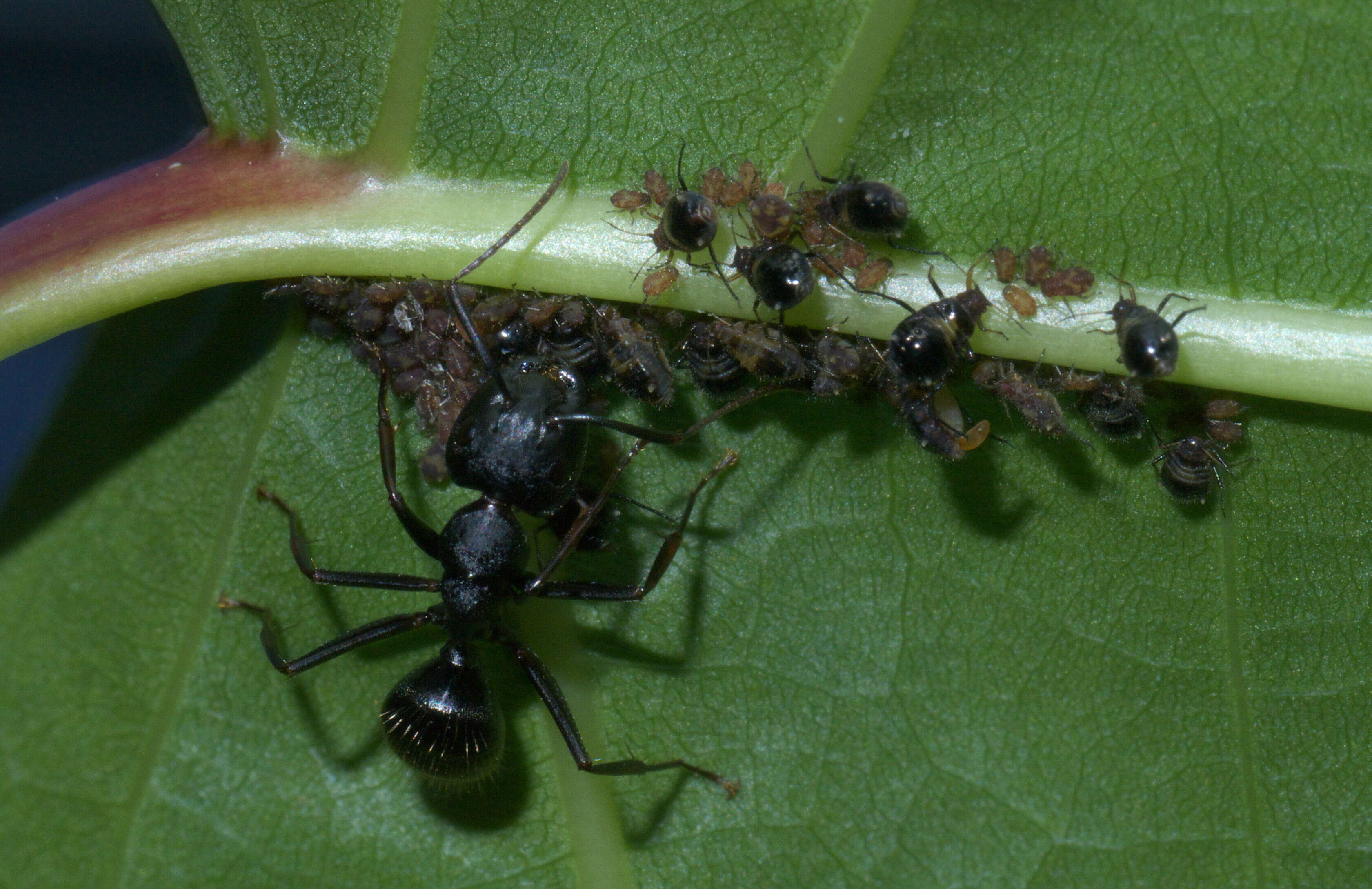 Image of (Eastern) black carpenter ant