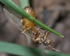 Image de Lasius neoniger Emery 1893