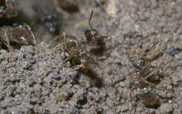 Image de Lasius neoniger Emery 1893