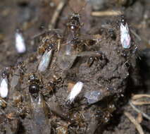 Image de Lasius neoniger Emery 1893