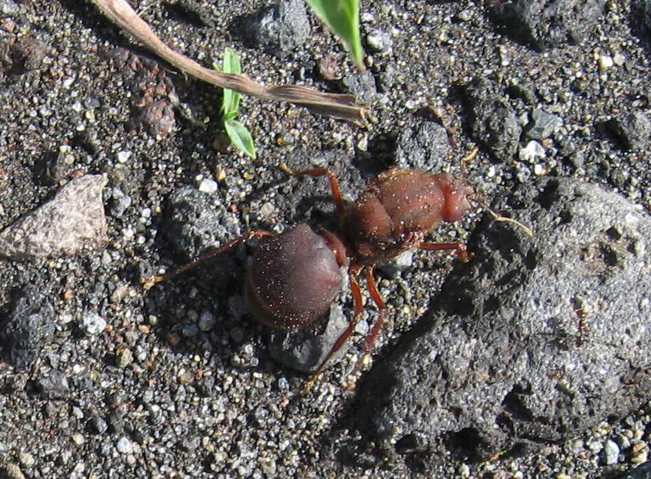 Image of leaf-cutter ants