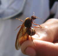 Image of leaf-cutter ants