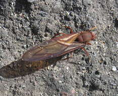 Image of leaf-cutter ants