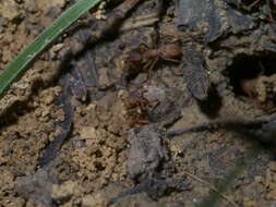 Image of Northern Fungus Farming Ant