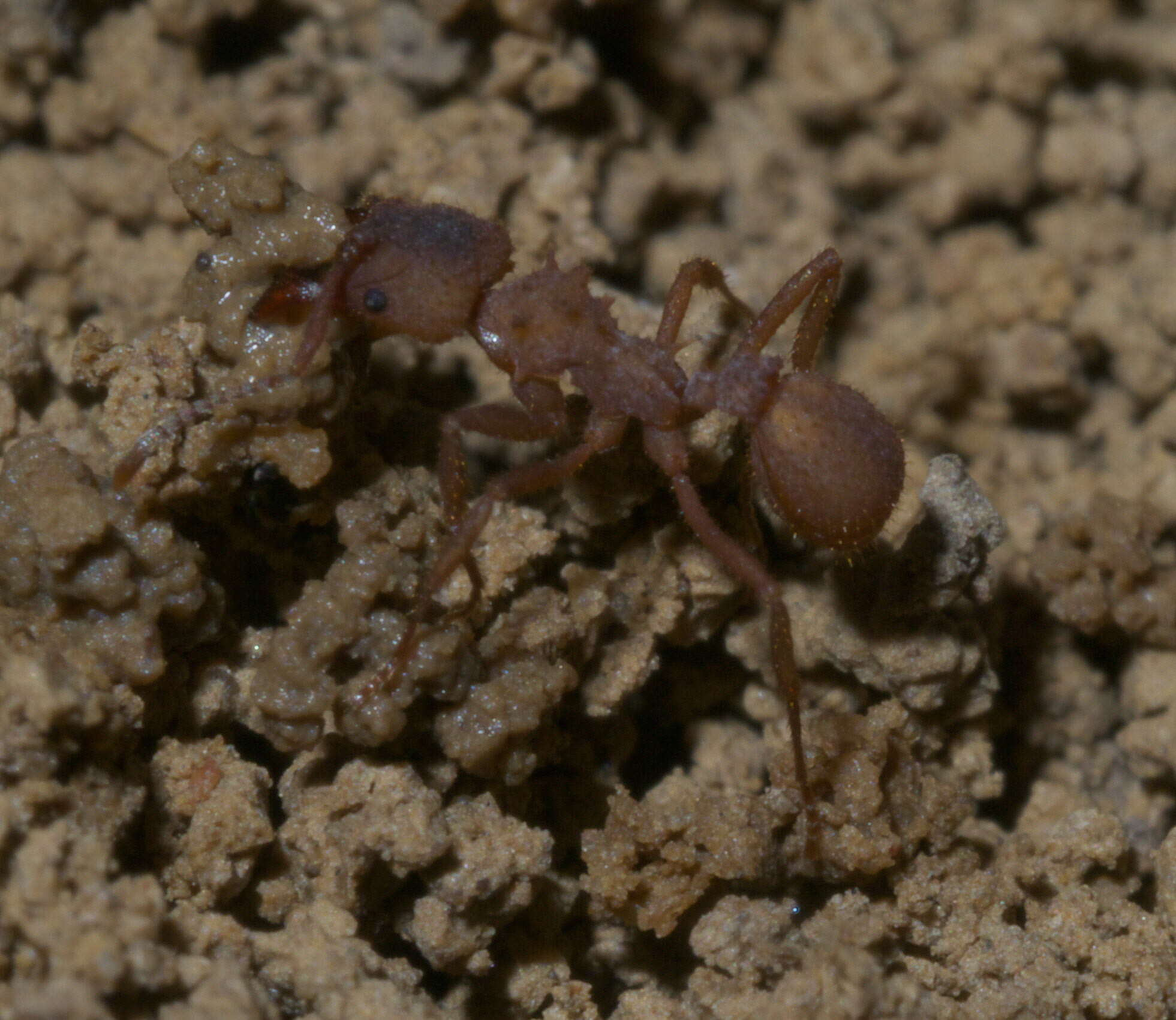 Image of Northern Fungus Farming Ant