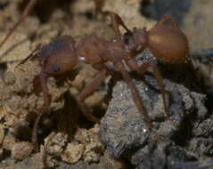 Image of Northern Fungus Farming Ant