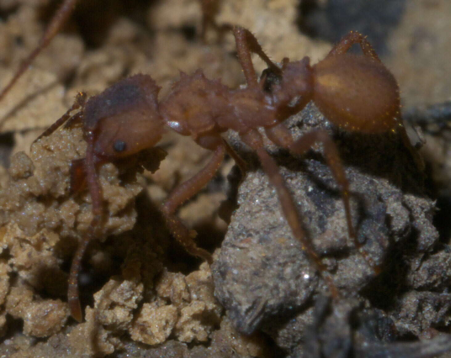 Image of Northern Fungus Farming Ant