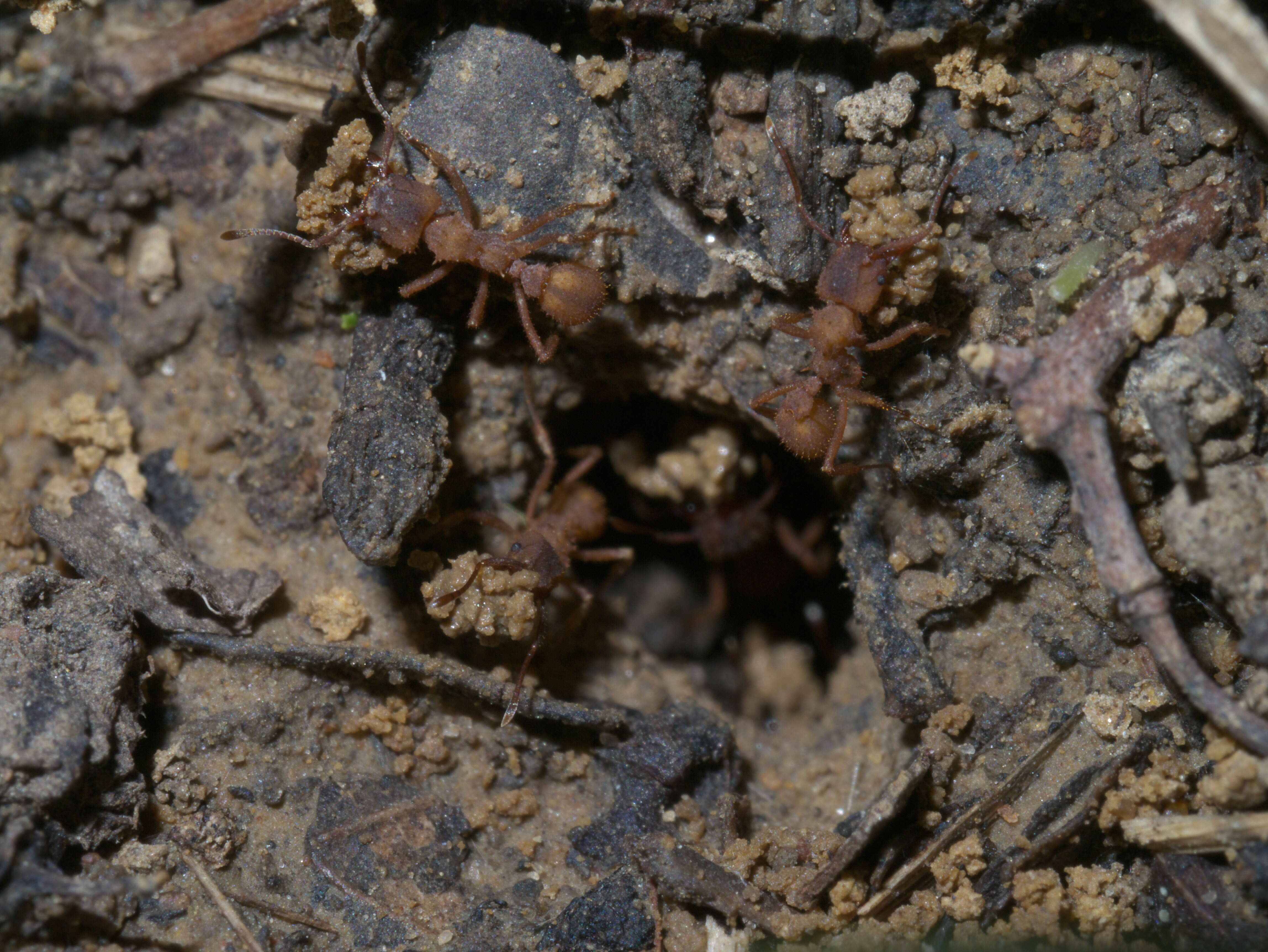 Image of Northern Fungus Farming Ant