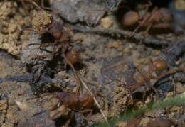 Image of Northern Fungus Farming Ant