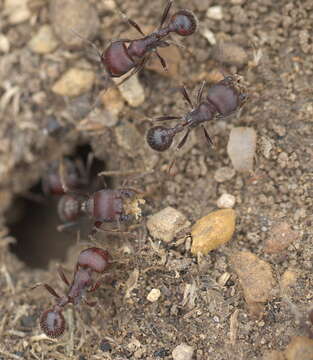 Image of Harvester Ants