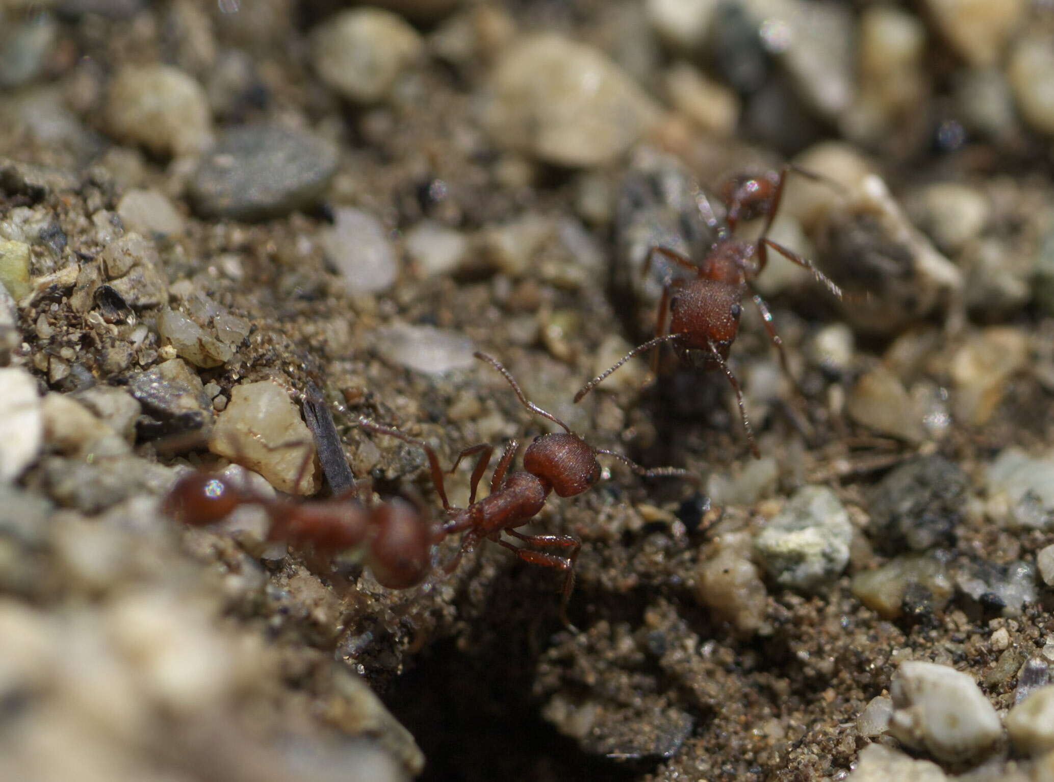 Image of Western Harvester Ant