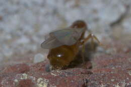 Image of Thief Ant