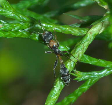 Sivun Pseudomyrmex gracilis (Fabricius 1804) kuva