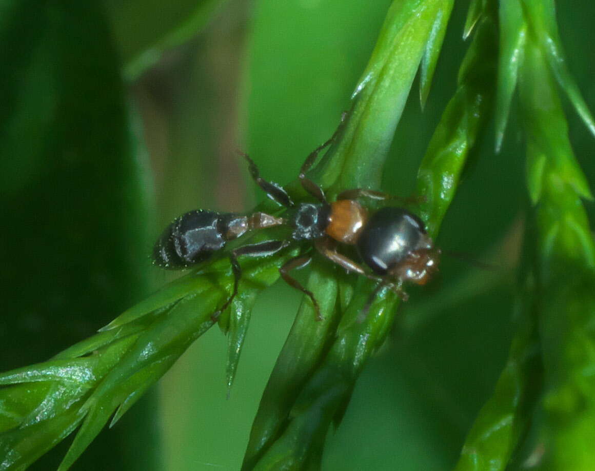 Sivun Pseudomyrmex gracilis (Fabricius 1804) kuva