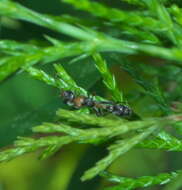 Image of Elongate Twig Ant