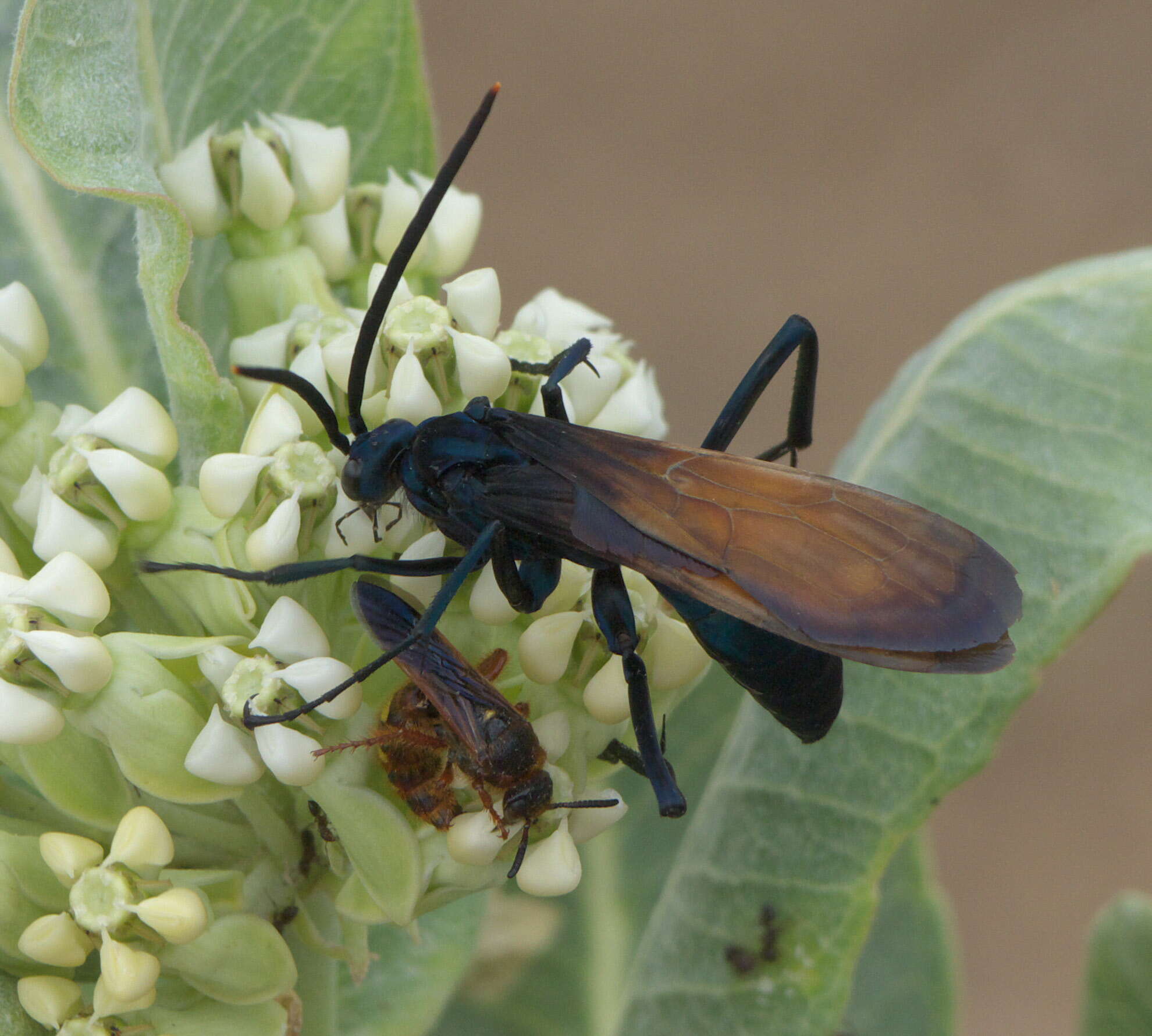 Image of Tarantula Hawks