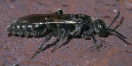 Image of Tiphiinae