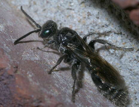 Image of tiphiid wasps